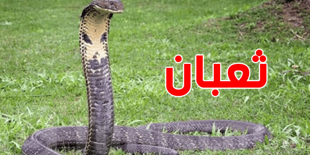 شنيا حقيقة الفيديو المتداول ''لثعبان في دورة المياه'' في المروج؟