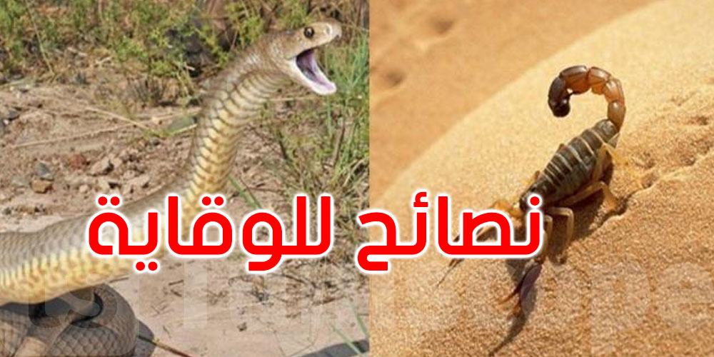 مع بداية الصيف: هذه توصيات وزارة الصحة للتوقي من لدغات العقارب والثعابين