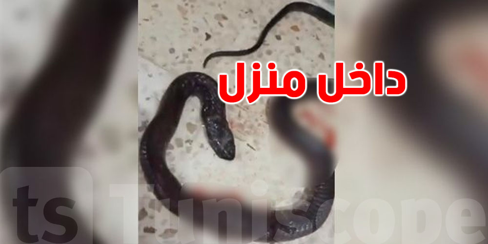 ثعبان داخل منزل في قفصة… لحظات رعب عاشتها عائلة!