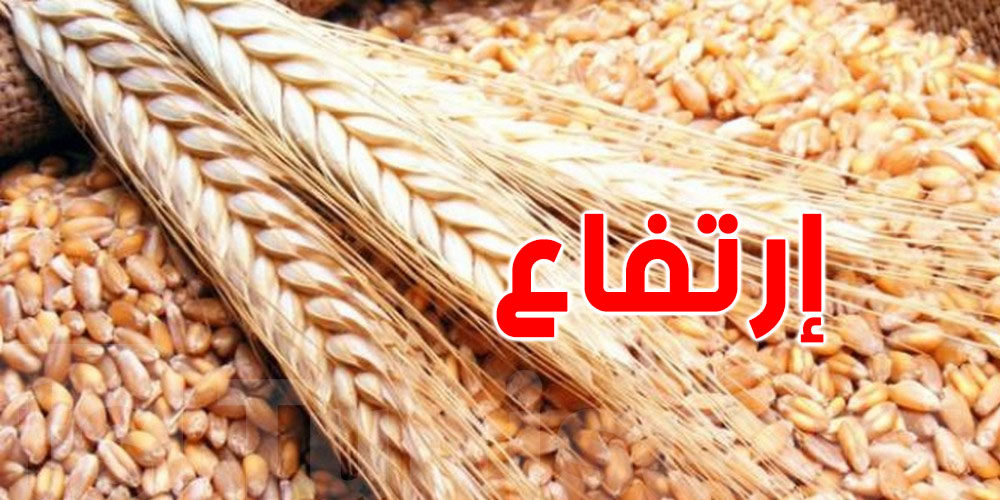سيدي بوزيد : توقعات بإرتفاع صابة الحبوب