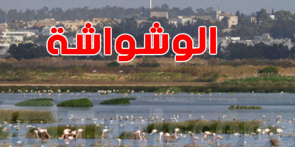  بلدية تونس تواصل مكافحة ''الوشواشة'' بضفاف سبخة السيجومي