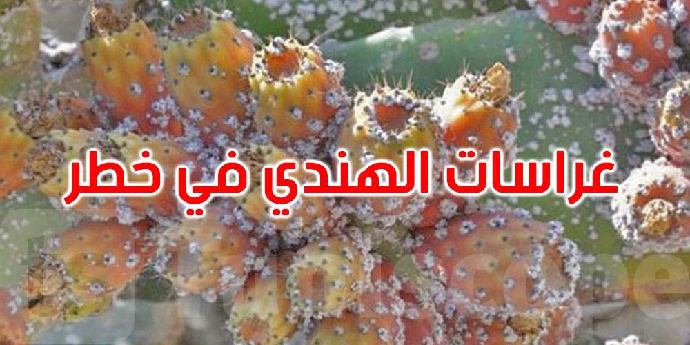 20 ألف هكتار مهددة: سليانة تتحرك لمواجهة آفة ‘الهندي’