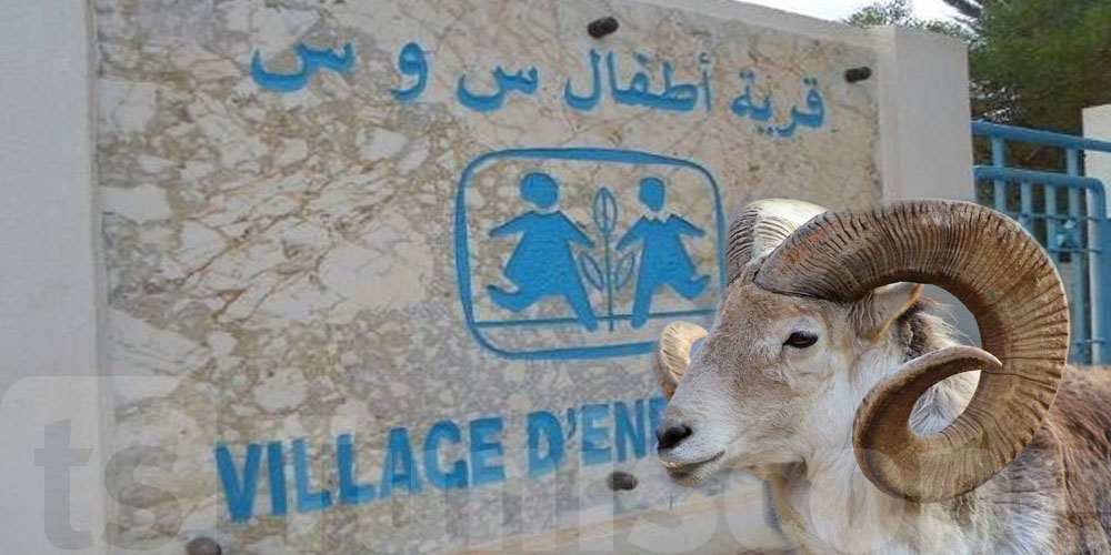 فرّح صغير بعلّوش العيد: ''س و س'' تطلب دعم التوانسة