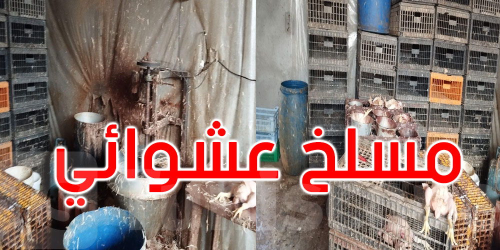 الكاف: أكثر من 5 آلاف طير مجهولة المصدر في مسلخ عشوائي.. شوف شنوة لقاو!