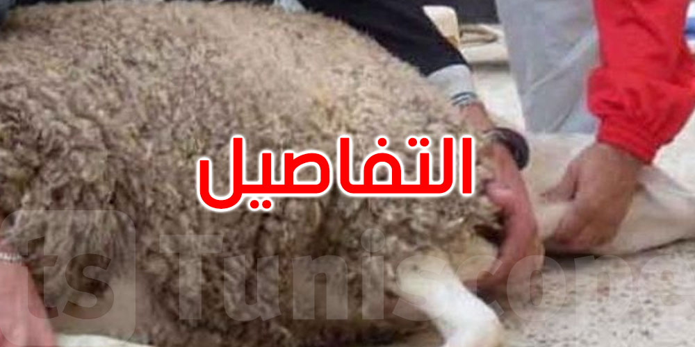 ذبح خرفان مريضة على وشك النفوق بمسلخ سوسة: معطيات جديدة