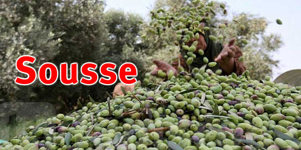 Sousse : La récolte des olives estimée à 130 mille tonnes