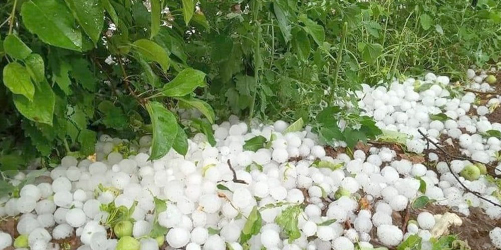 الطقس يُهدّد الفلاحة: أضرار جسيمة في الكاف وتحذيرات من أزمة أعلاف قادمة
