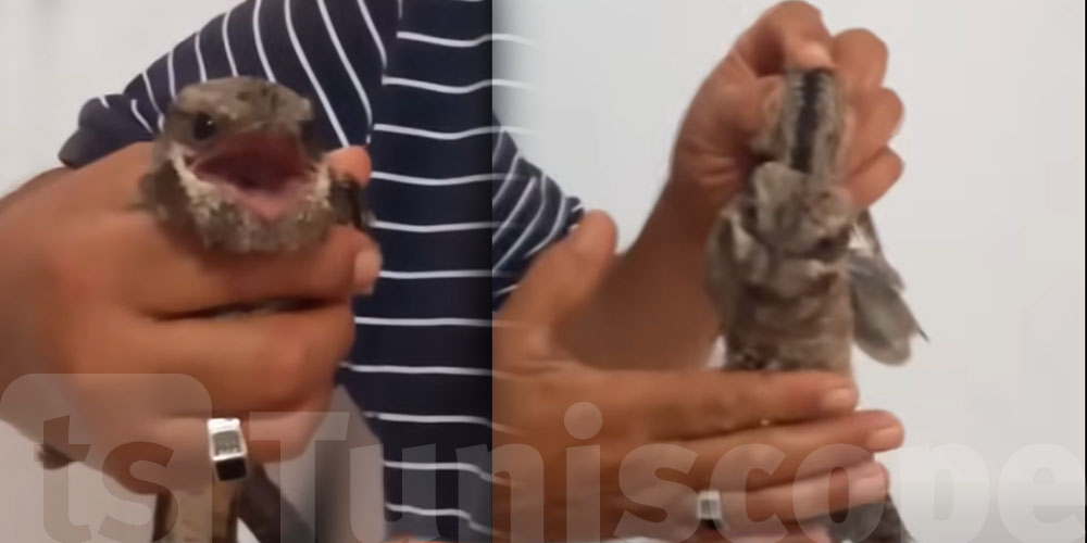 ظهر في تونس وأثار ضجة...هل هذا الطائر هو ''الأبابيل'' فعلًا؟