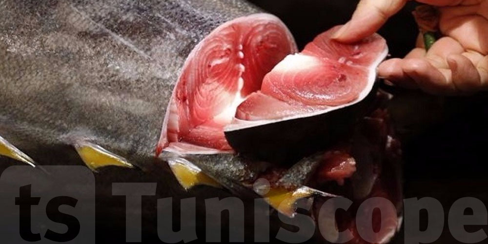 للبحارة وأصحاب المراكب: كل ما لازمك تعرفو على ''رخص التن''