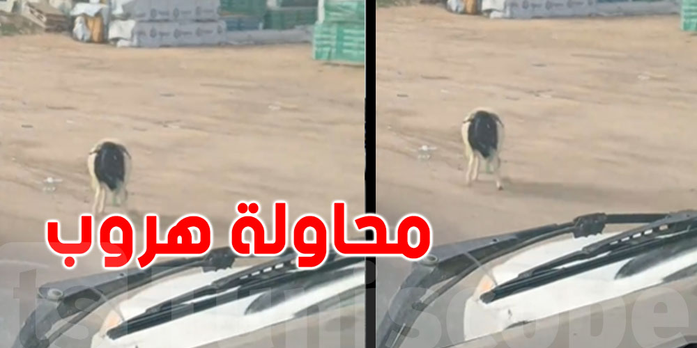 بالفيديو: لقطة طريفة لخروف هارب على التيك توك