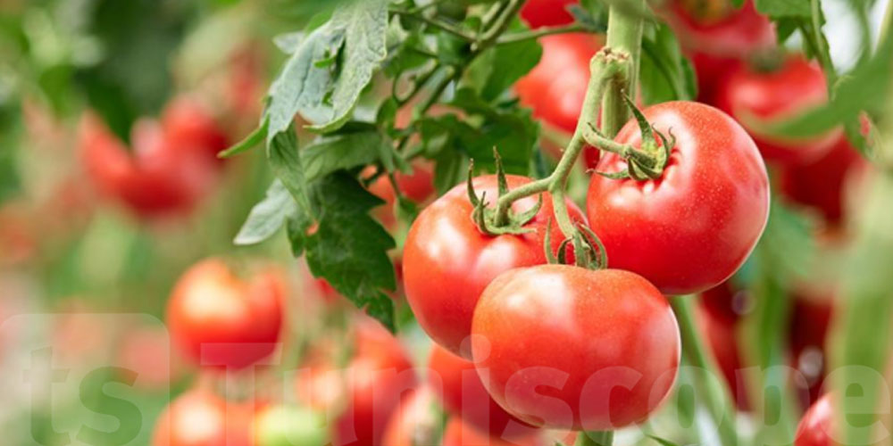 Kef : Les Cultures de tomates et de piments en péril