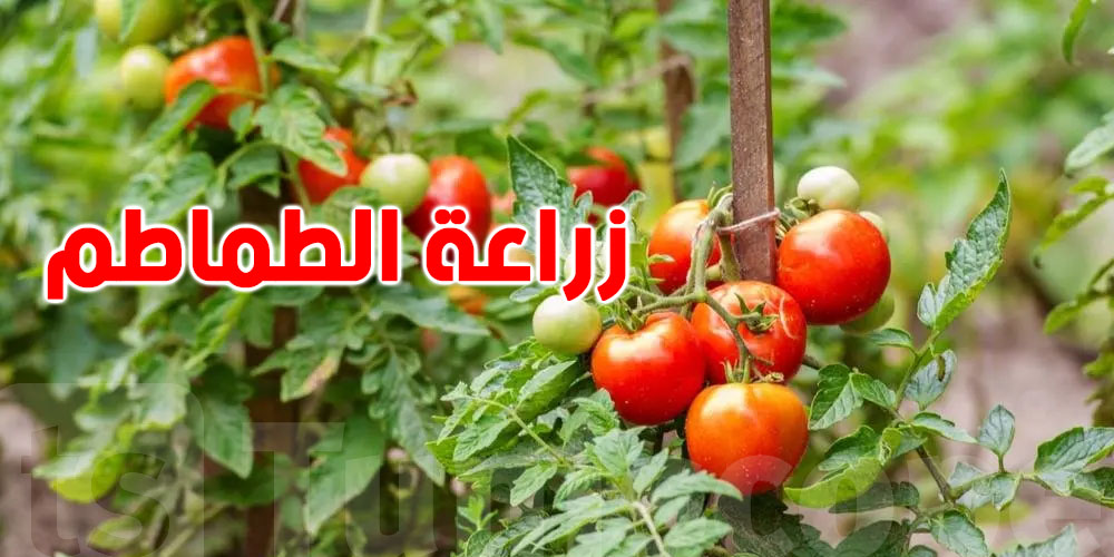 الفلاحون المنتجون للطماطم يطالبون بتدخل السلطات