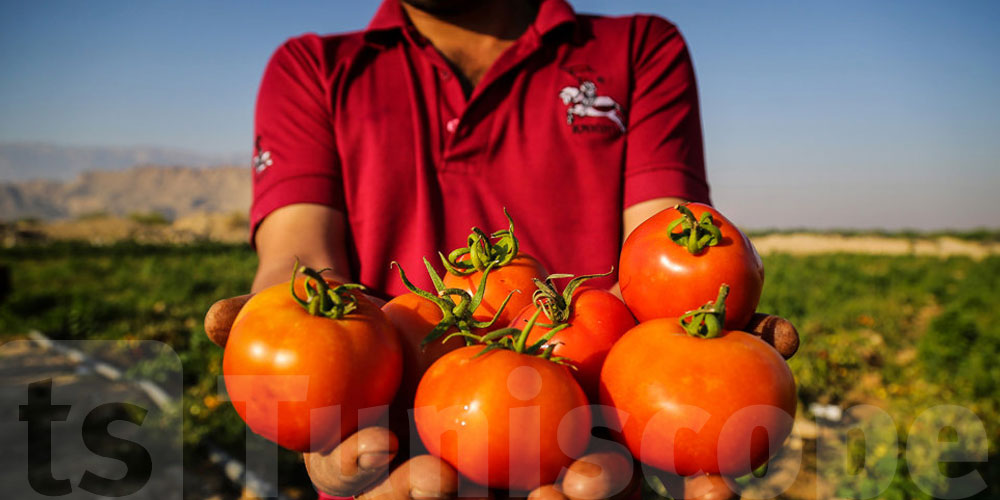 برشا فوائد صحية للطماطم