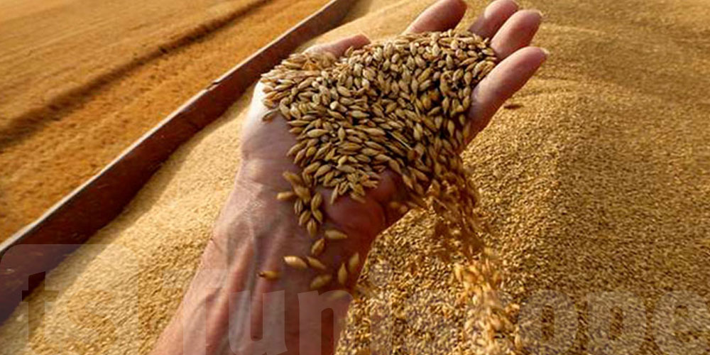 Tunisie lance un appel d’offres international pour 50 000 tonnes d’orge