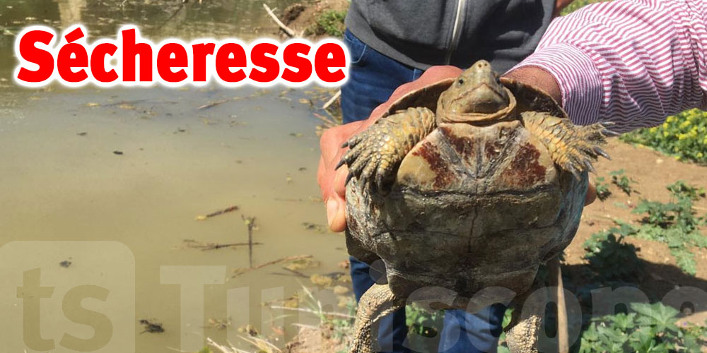 Tunisie: 26 tortues menacées d'extinction secourues