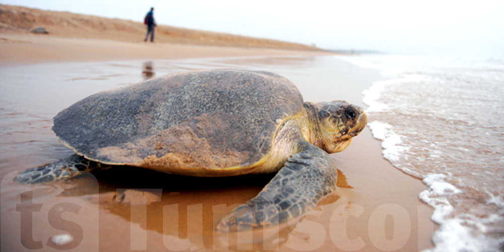 Tortue marine en danger : ne touchez surtout pas aux nids !