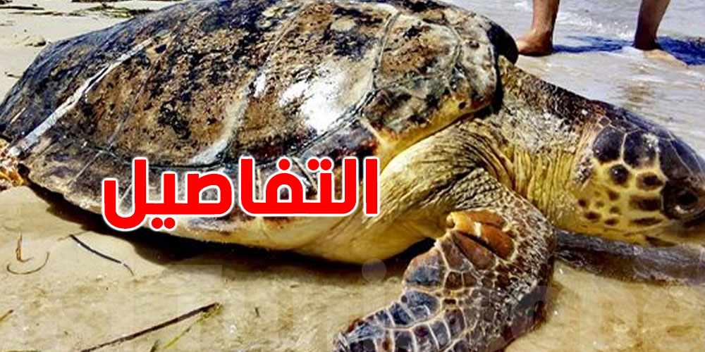 السلاحف البحرية تثير الجدل بخليج المنستير: حماية البيئة أم تهديد لأرزاق البحارة؟