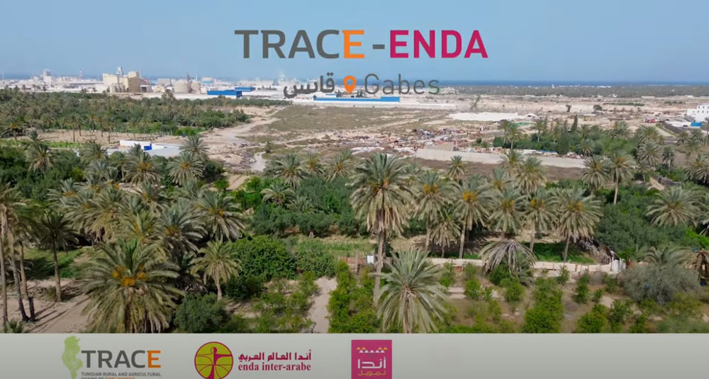 TRACE Enda Gabès : une dynamique entrepreneuriale pour l’emploi rural 