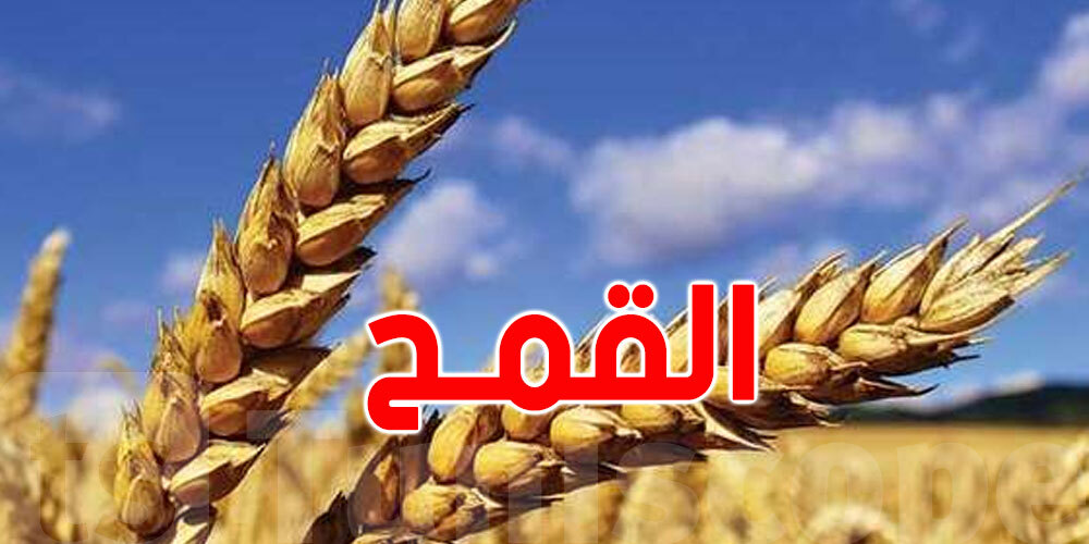 ديوان الحبوب يطرح مناقصة دولية لشراء نحو 50 ألف طن من القمح الصلب
