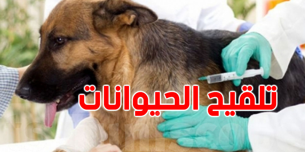 جرب الإبل يمثّل خطر علينا؟ بيطري يوضح الحقيقة ويطمئن التوانسة