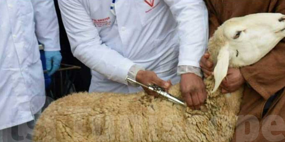 هذا موعد انطلاق حملة تلقيح المواشي في كامل ولايات تونس