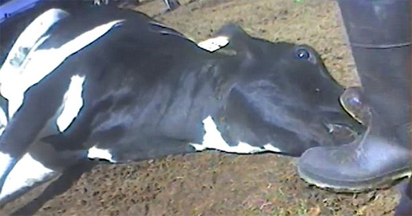 خطير في قليبية: ضبط شخصين بصدد ذبح بقرة نافقة لبيع لحمها