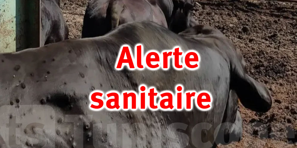 Dermatose nodulaire bovine en Tunisie : Mesures préventives recommandées