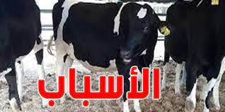 تونس : تراجع القطيع بنسبة 30 بالمائة خلال الخمس سنوات الأخيرة