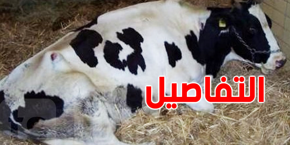 عاجل في باجة: حجز بقرة مذبوحة تحمل مرضاً خطيراً...لحمها موجّه للاستهلاك
