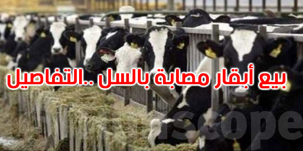 عرض أبقار مصابة بالسل للبيع: عميد الأطباء البياطرة يحذّر 
