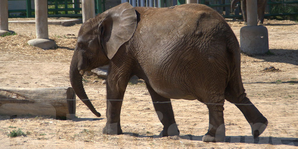 Trois éléphants quittent Friguia Park pour une retraite paisible en Inde