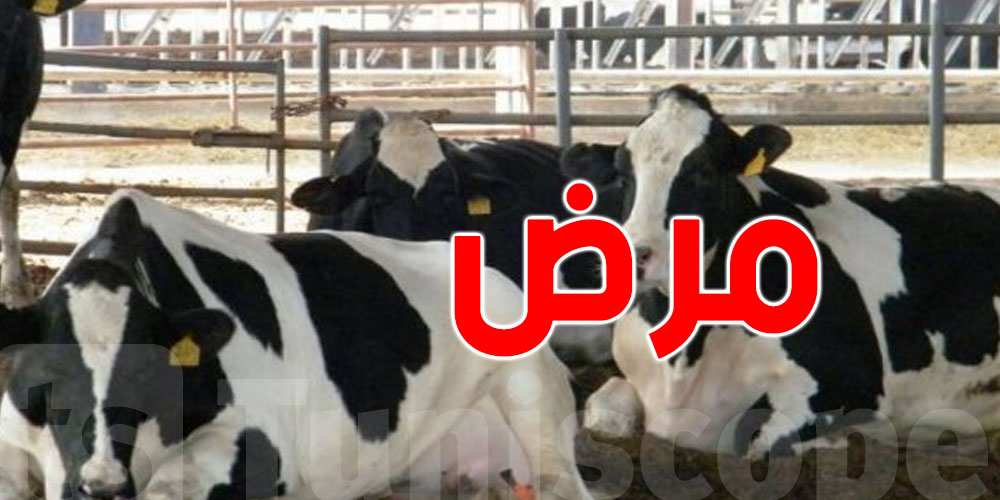 مرض '' الجلد العقدي '' عند الأبقار ..إدارة المصالح البيطرية توضح