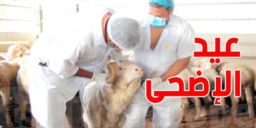 العناية بالأضحية قبل العيد: نصائح بيطرية هامة من الدكتور مروان الزياتي