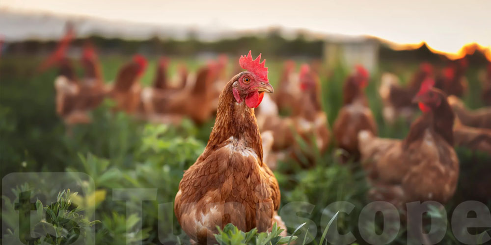 Bientôt, retour à la normale pour le marché de la viande blanche