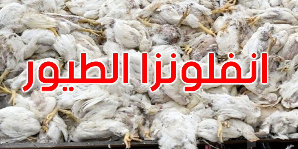 ألمانيا: أنفلونزا الطيور يتفشى وإعدام ما يقارب مليون طائر