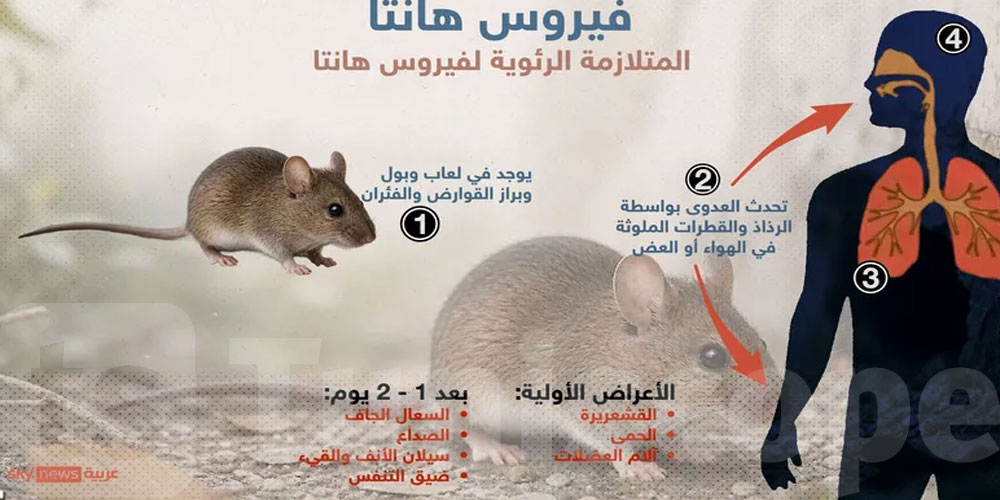 كل ما نعرفه عن فيروس هانتا وأعراضه وعلاجه