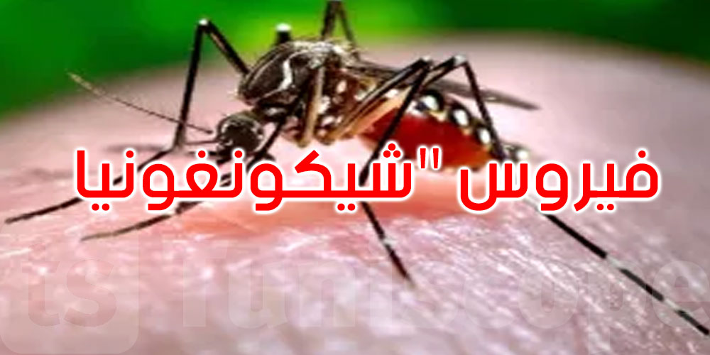الدكتور محجوب العوني يكشف: فيروس شيكونغونيا لا يؤدي للوفاة وهذه أعراضه