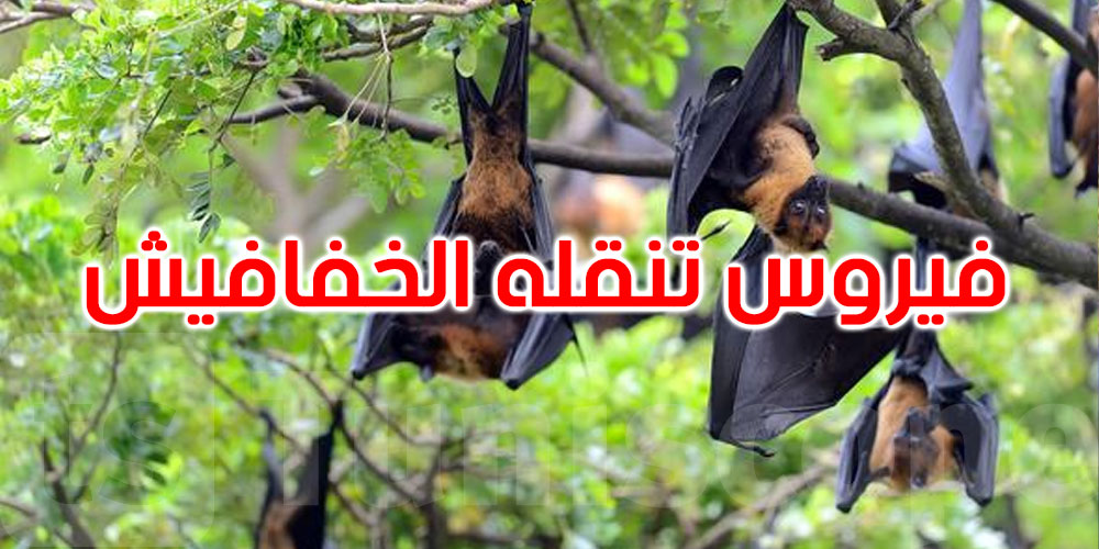  يشبه الإنفلونزا وتنقله الخفافيش.. فيروس ‘نيباه’ القاتل يعود مجددا