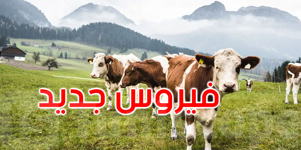 انتشاره السريع يثير المخاوف.. فيروس جديد يضرب مزارع الأبقار في ألمانيا