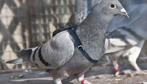 Un pigeon voyageur, en prison pour espionnage pour le compte du Pakistan