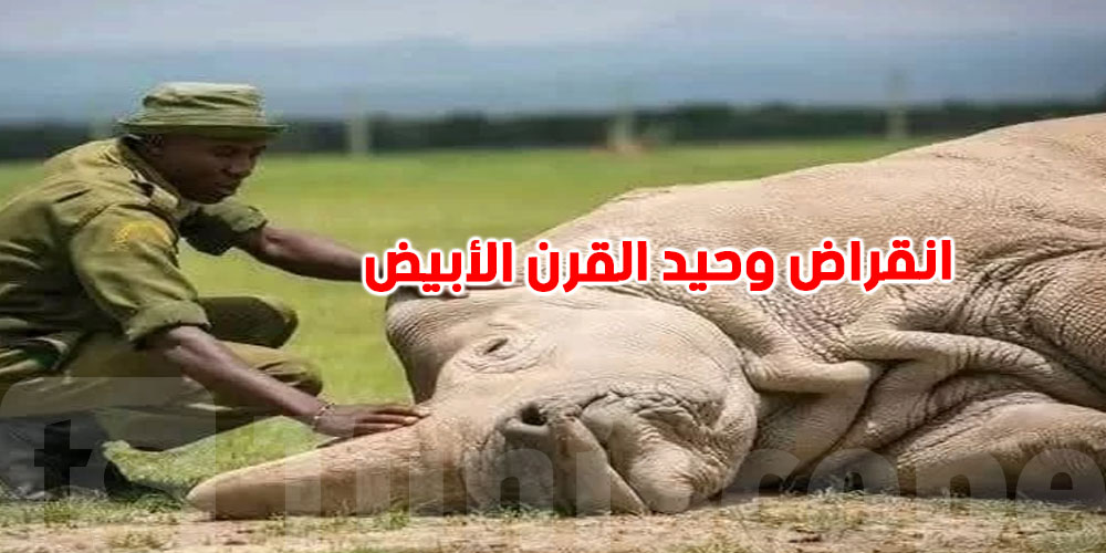 رسميا: انقراض وحيد القرن الأبيض.. تحذير لنا جميعاً