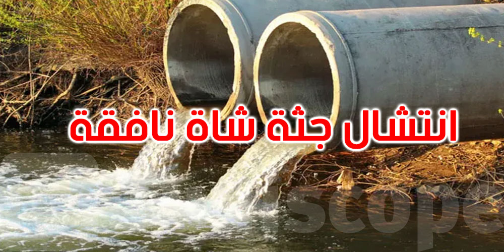 زغوان: 20عائلة دون ماء في عين الصفصاف... شاة نافقة توقف الحياة اليومية
