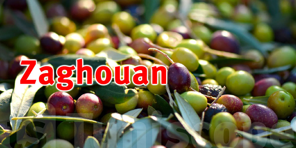 Zaghouan : Démarrage de la saison de la cueillette des olives