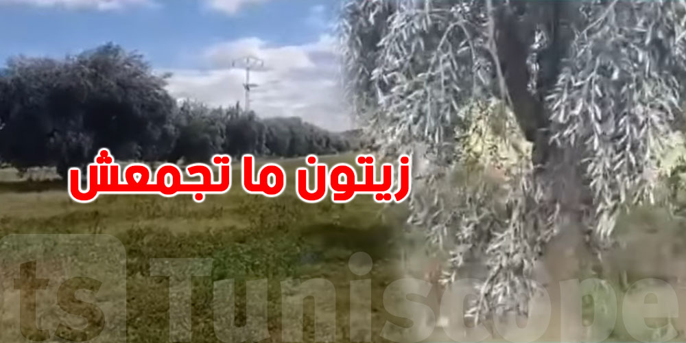 صادم-اللي صاير ما يتصدقش: زيتون مازال ما تجمعش وأحنا في أفريل في هنشير على ملك الدولة....شنّوة الحكاية؟