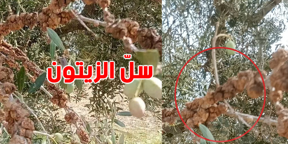 مرض بكتيري يهدّد غابات الزيتون في تونس.. كيفاش تنجم تحمي أشجارك؟