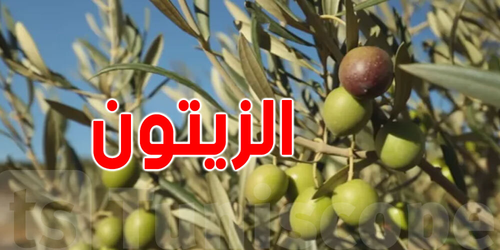 إرتفاع عائدات صادرات زيت الزيتون